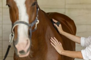 Juan Carlos López Tovar - Cinco maneras fáciles de cuidar a un caballo - FOTO