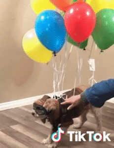 Perrito flotando con globos mientras hace realidad sus sueños y usa el asistente creativo para mostrar este importante momento a todo el mundo.- Blog Hola Telcel